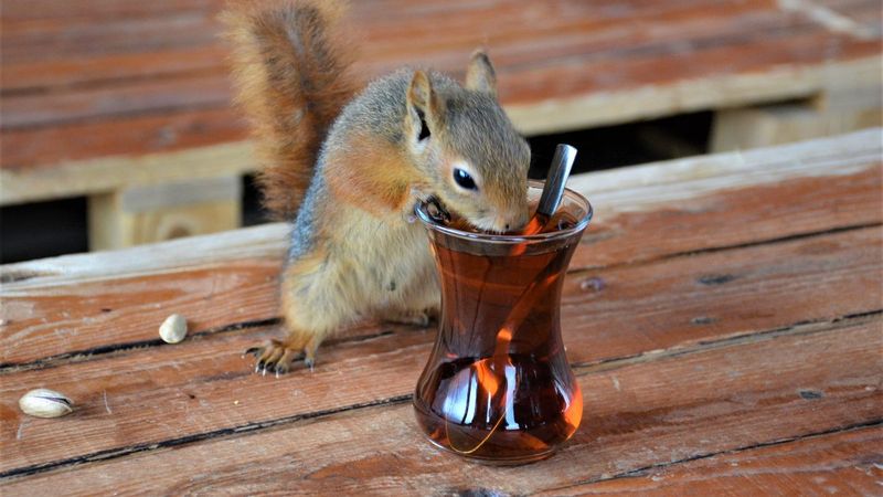 Kocaeli'de çay içip cips yiyen sincap görenleri şaşırtıyor