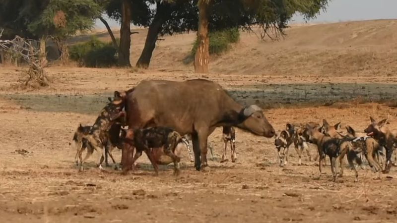 Afrika'daki bufalo, yaban köpeklerine canlı canlı yem oldu