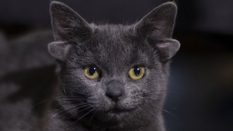 Dört kulaklı kedi Midas, ilgi odağı oldu