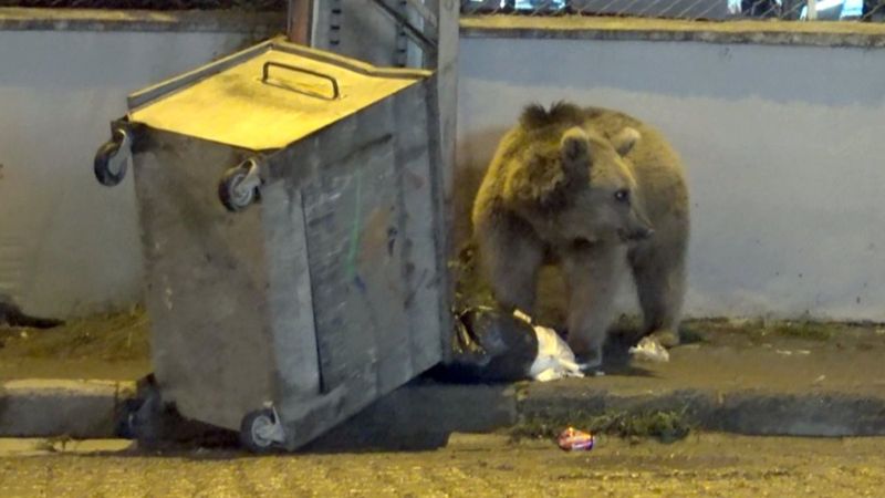 Kars'ta bozayı okulun bahçesine girdi