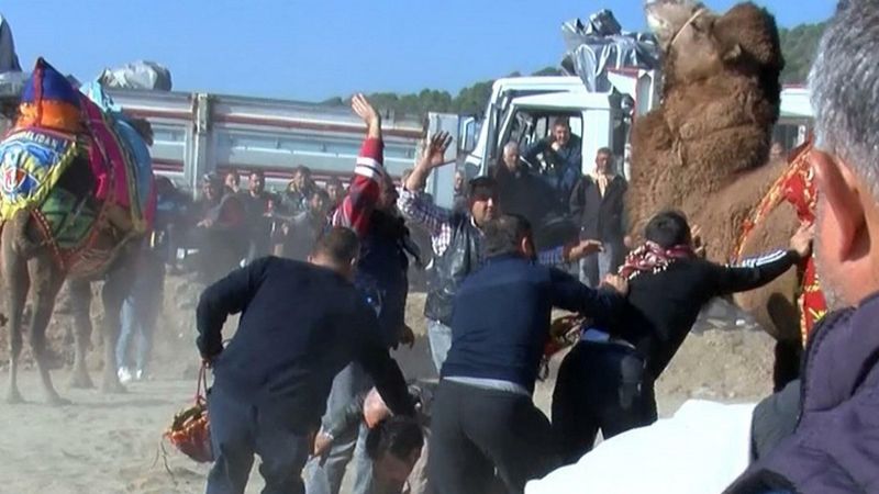 Manisa'da deve güreşinde ölümden döndüler