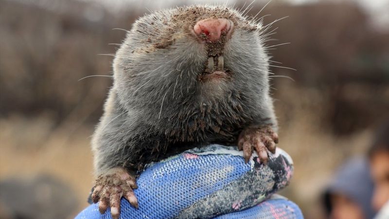 Iğdır'daki kör farenin toprağı kazdığı anlar