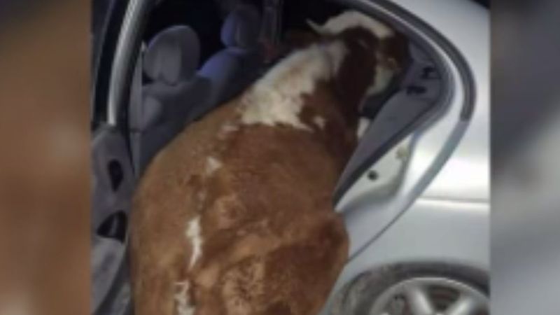 Şanlıurfa'da  inek çalan hırsızlar jandarmadan kaçamadı