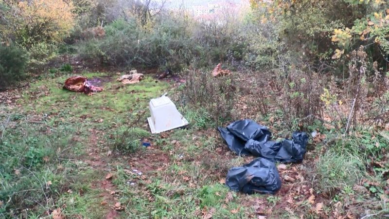 Sarıyer’de, ormanlık alanda kesilmiş atlar bulundu