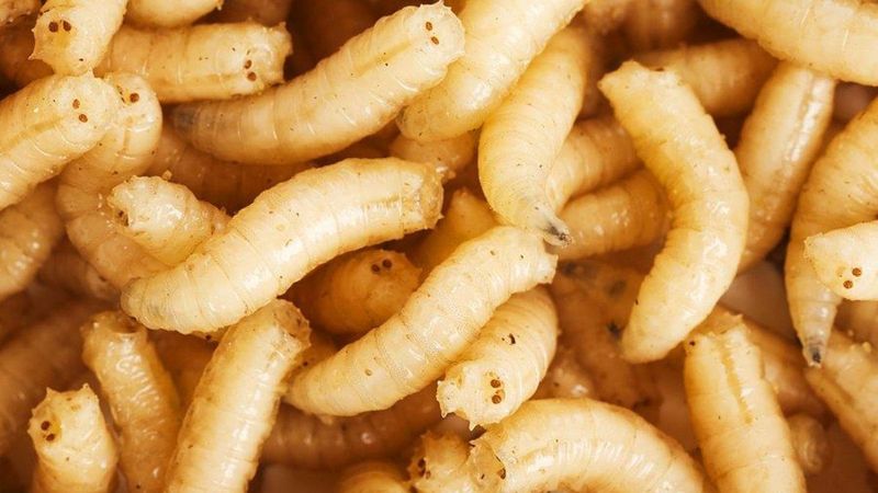 Larva nedir