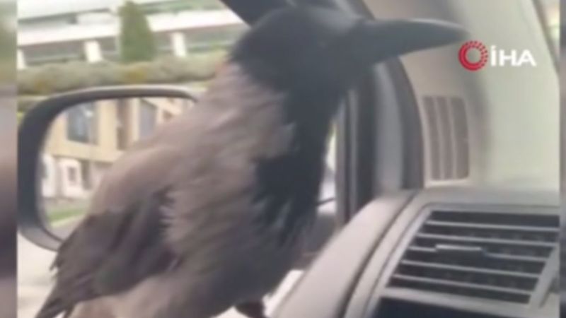 Sultangazi'de sürücünün aracın camına konan kargayla diyaloğu