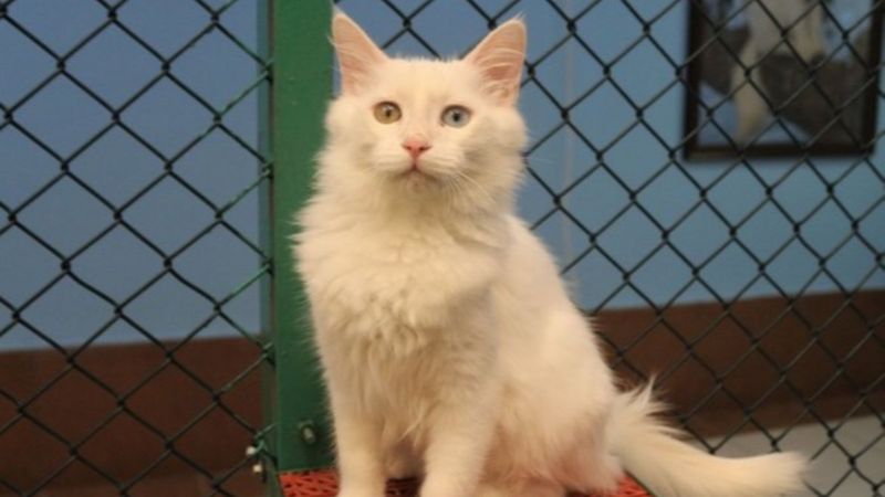 Van kedisi, dünyanın en güzel kedileri arasına girdi