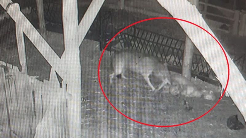 Denizli'de mahalleye inen kurt koyunları öldürdü