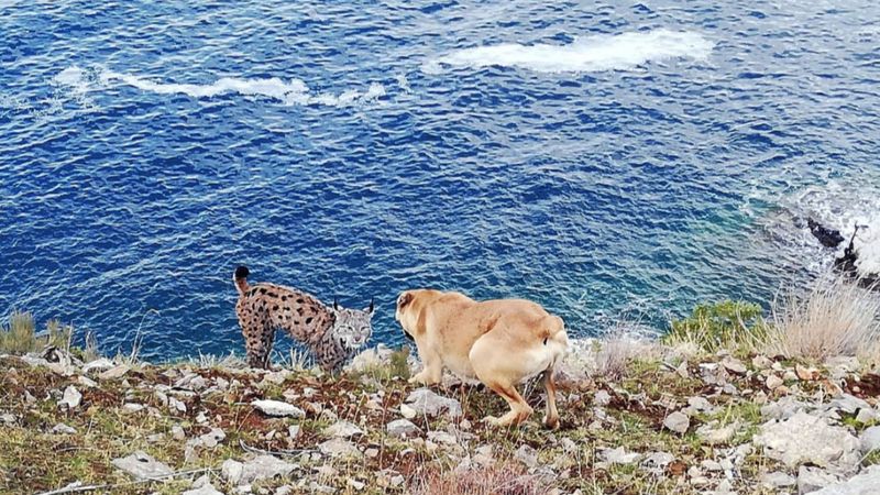 Van Gölü sahilinde vaşak görüntülendi