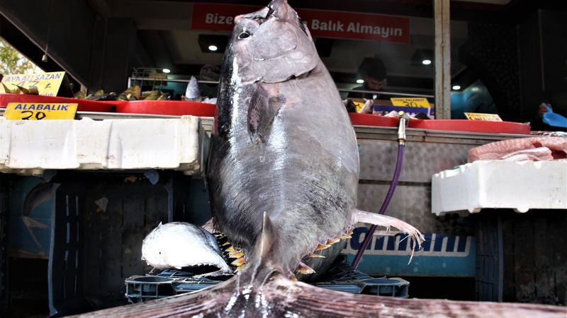 Elazığ'da 144 kiloluk dev orkinos