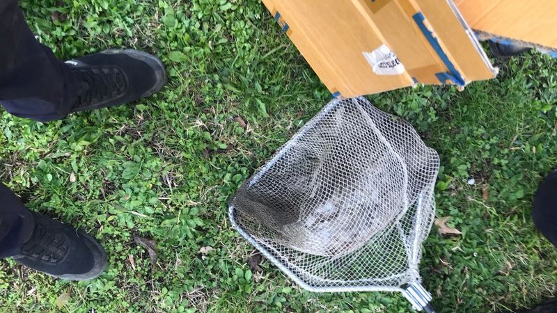 Kocaeli'de tenis kortunu kaplayan filelere takılan martılar telef oldu