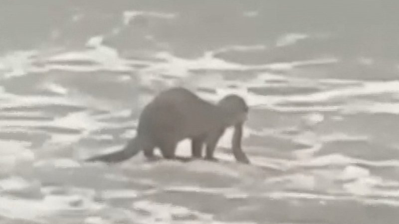 Yalova'da dev dalgalar sahile vurdu, kıyıda su samuru avlandı