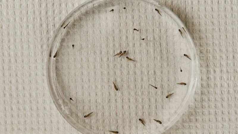 Bilim insanları, üreyebilen canlı robot üretti