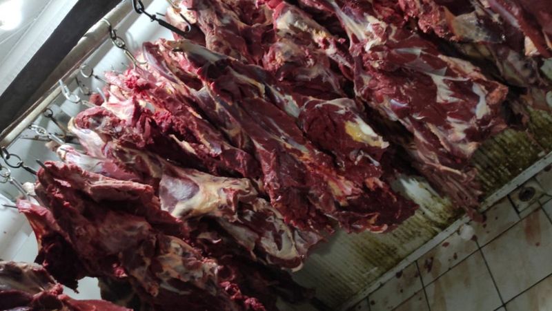 Düzce'de at kestikleri iddiasıyla gözaltına alındılar