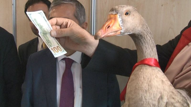 Ankara'da en güzel kaz 100 doları kaptı