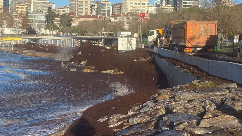 Lodosun ardından Kadıköy sahilini kırmızı yosun sardı