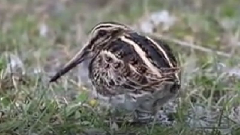 Dans eden su çulluğu