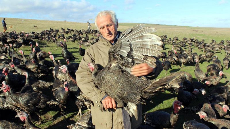Yılbaşı hindisi satışları erken başladı