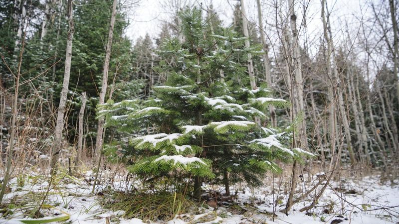 Ankara'da yılbaşı öncesi kaçak ağaç denetimi