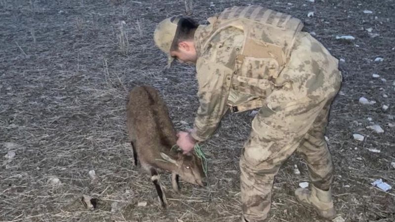 Tunceli’de Mehmetçikler yaban hayvanlarına kucak açtı