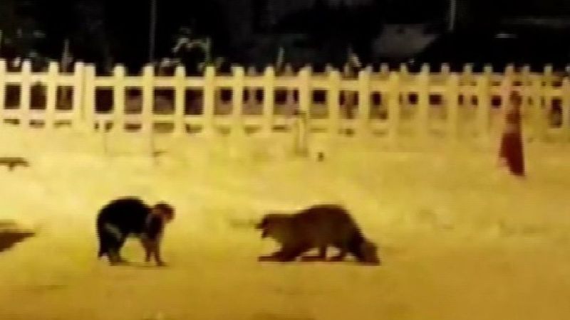 Ardahan'da tilkiyle kedinin kavgası, tebessüm ettirdi