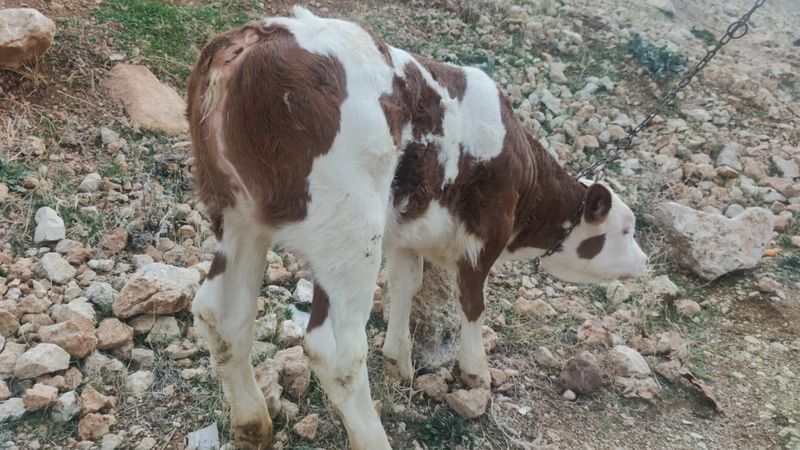 Tunceli'de kuyruksuz buzağı görenleri şaşırttı