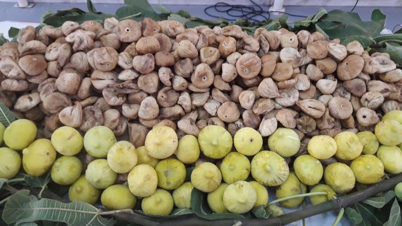 Aydın'da sıcak havadan etkilenen incir üreticisine ödeme yapılacak