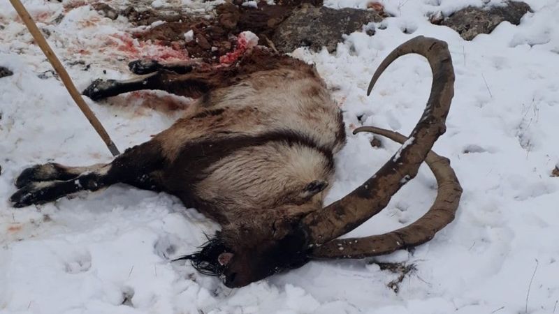 Kayseri'de sürü halinde gezen dağ keçilerine kurt saldırdı