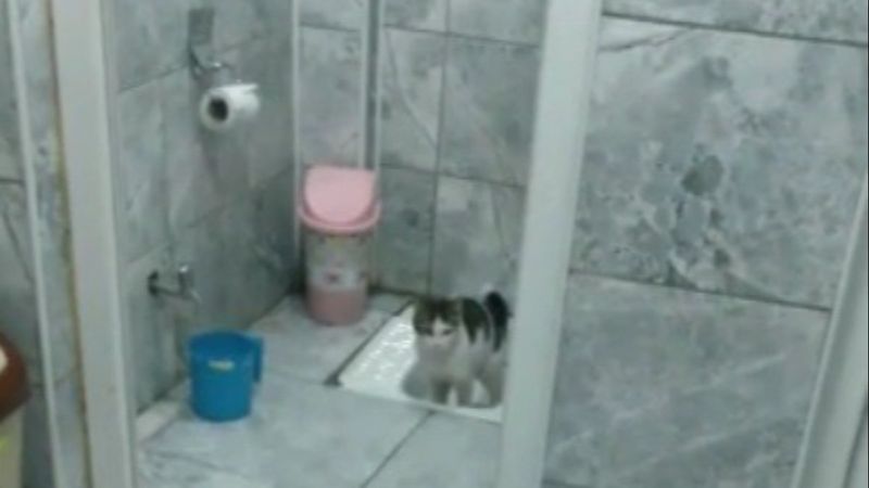 Bilecik'teki kedi görenleri şaşkına uğrattı