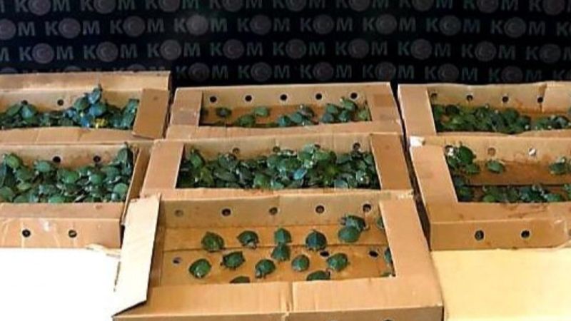 Şırnak'ta bin su kaplumbağası ele geçirildi