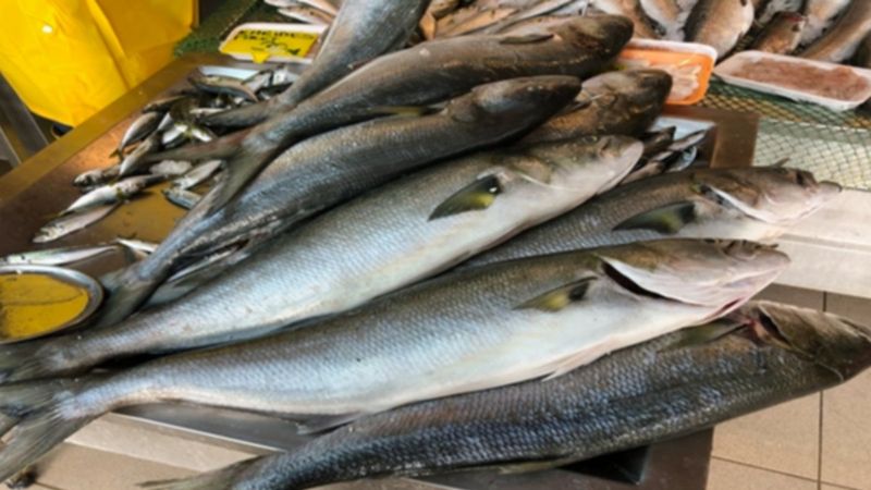 Lüferin büyüğü: Kofana balığının faydaları