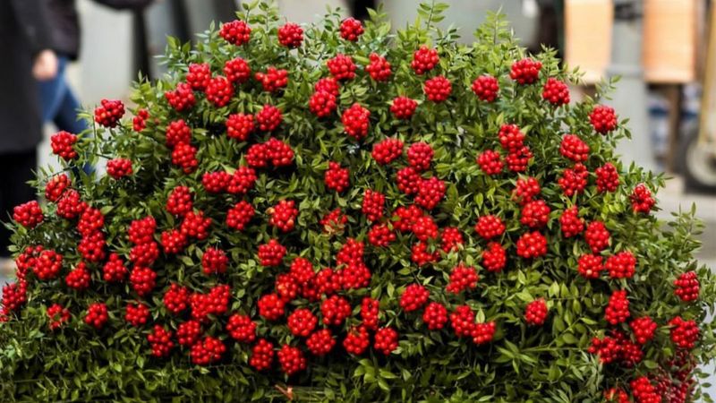 Bu çiçeği alan yaşadı: Kokina'nın anlamı meğer...