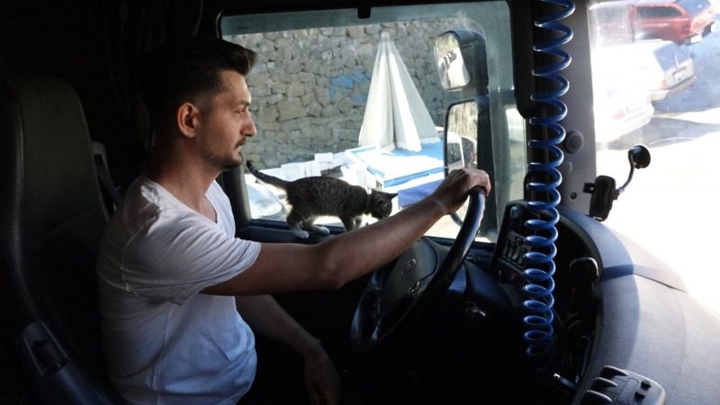 Trabzon’da araçtan fırlatılan kedi, tır şoförünün yol arkadaşı oldu