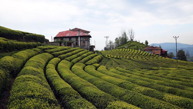 Zincir marketlerin çay stoğuna tepki: Çay stoku yapan haindir
