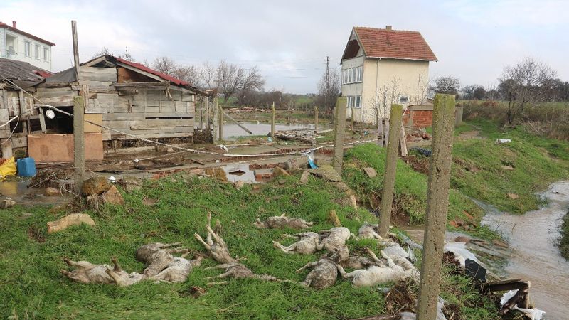 Edirne'de hayvanlar telef oldu