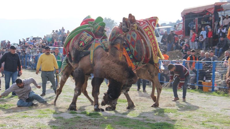 Aydın'daki deve güreşlerinde zor anlar yaşandı