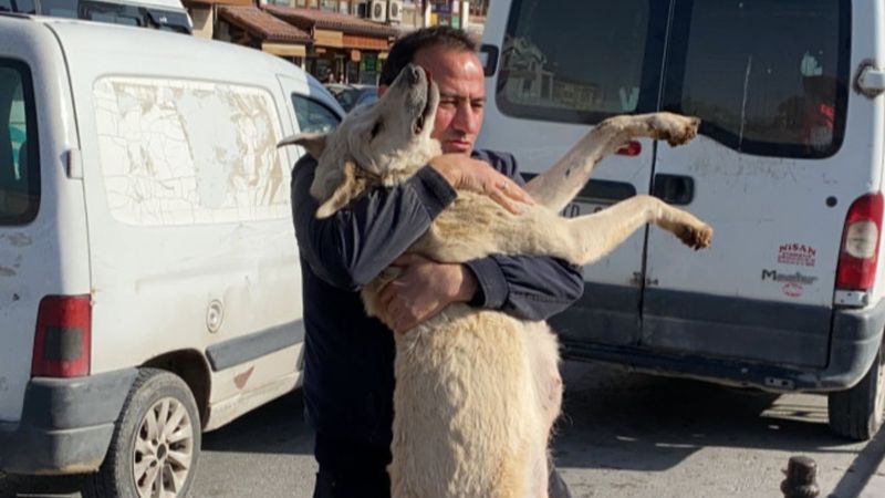 Konya'da köpeğin tüfekle vurulmasına tepki