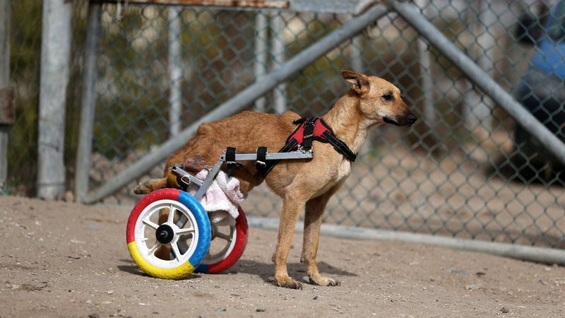 Gazze'deki engelli hayvanlar için çocuk bisikletleri kullanılıyor
