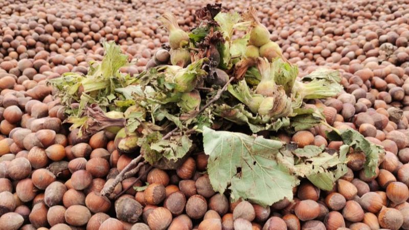 Serbest piyasada fındık fiyatı 32 TL'ye yükseldi