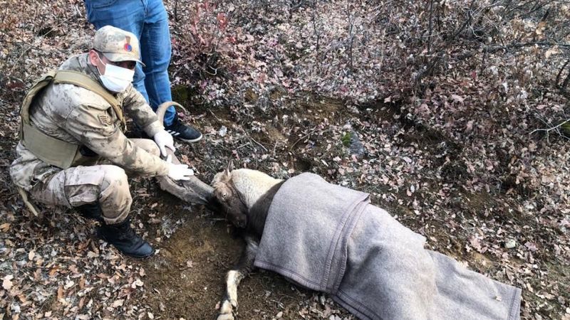 Elazığ'da kayalıklarda sıkışan yaralı dağ keçisini Mehmetçik kurtardı