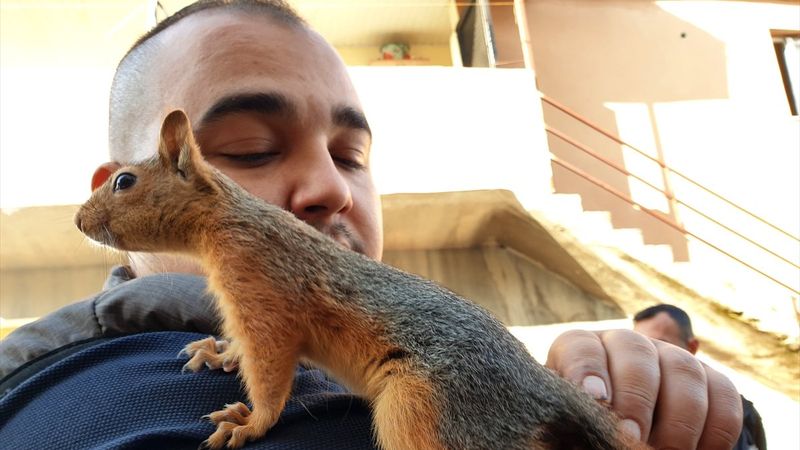 Osmaniye'de sincap yavrusunu yanından ayırmıyor