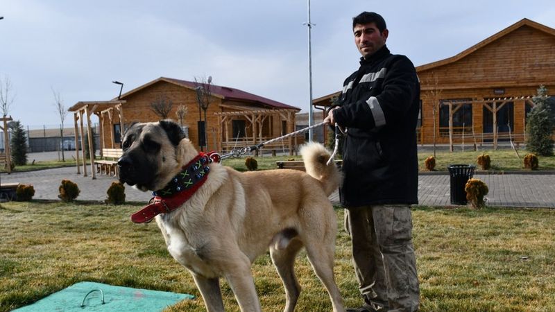 Sivas'ta kangal çiftliğinin gözdesi Cesur'un yavruları için 200 kişi sırada