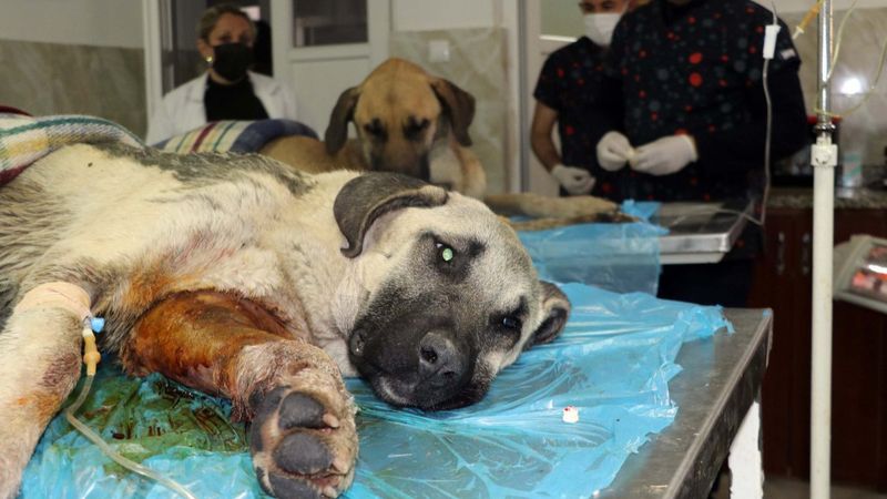 Gaziantep’te tavukları yiyorlar gerekçesiyle 2 köpeği tüfekle vurdu