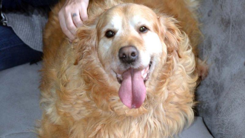 Ankara'da obez köpek Paşa, 30 kilo verdi