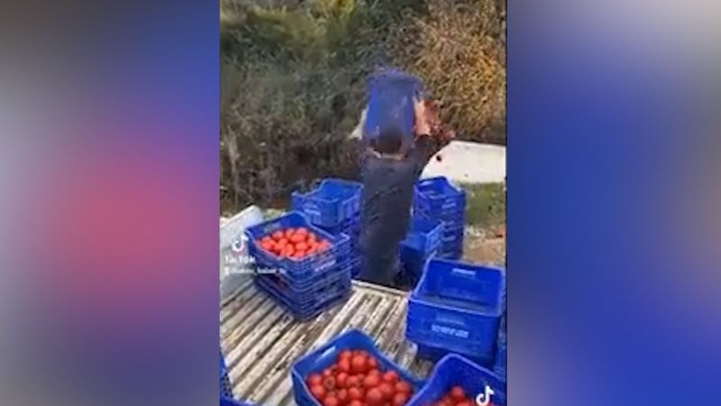 Domates fiyatlarındaki farklar çiftçiyi isyan ettirdi