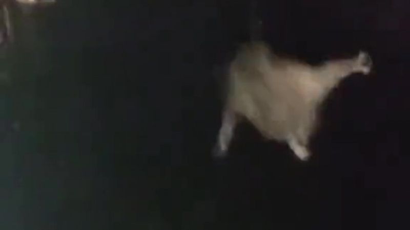 Sakarya’da, kediyi göle atıp video çekenler yakalandı