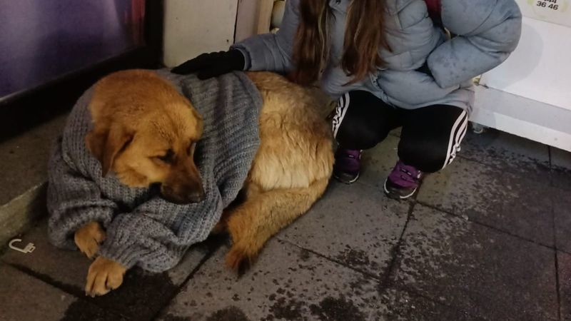 Bolu'daki kadın, üşüyen sokak köpeğini mağazadan giydirdi