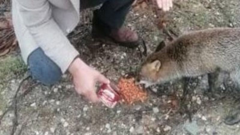 Kırklareli'de araçların önüne geçerek yiyecek isteyen tilki