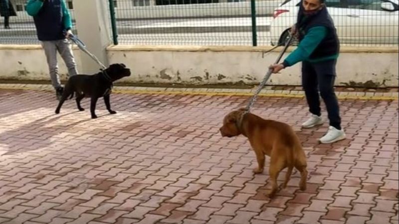 Gaziantep'te iki pitbull 4 yaşındaki kıza saldırdı