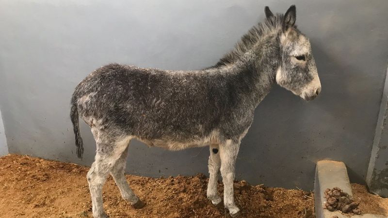 Elazığ'da saldırıya uğrayan sıpa hastanenin maskotu oldu